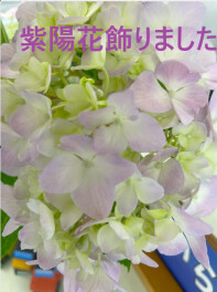 店内へ紫陽花を飾りました